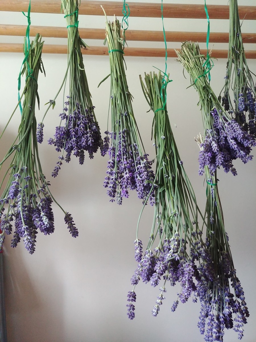 f:id:mosshaven:20200619183120j:plain