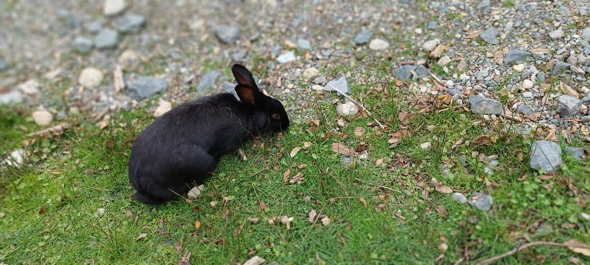 f:id:mosshaven:20211021141249j:plain