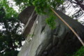 [神社][巨石]盛岡 桜山神社 烏帽子岩