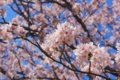 [桜]満開だった