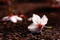 [桜]