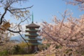 [桜]沼津香貫山