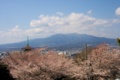 [桜]沼津香貫山