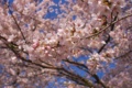[桜]沼津香貫山
