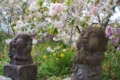 [桜]伊豆最福寺しだれ桜