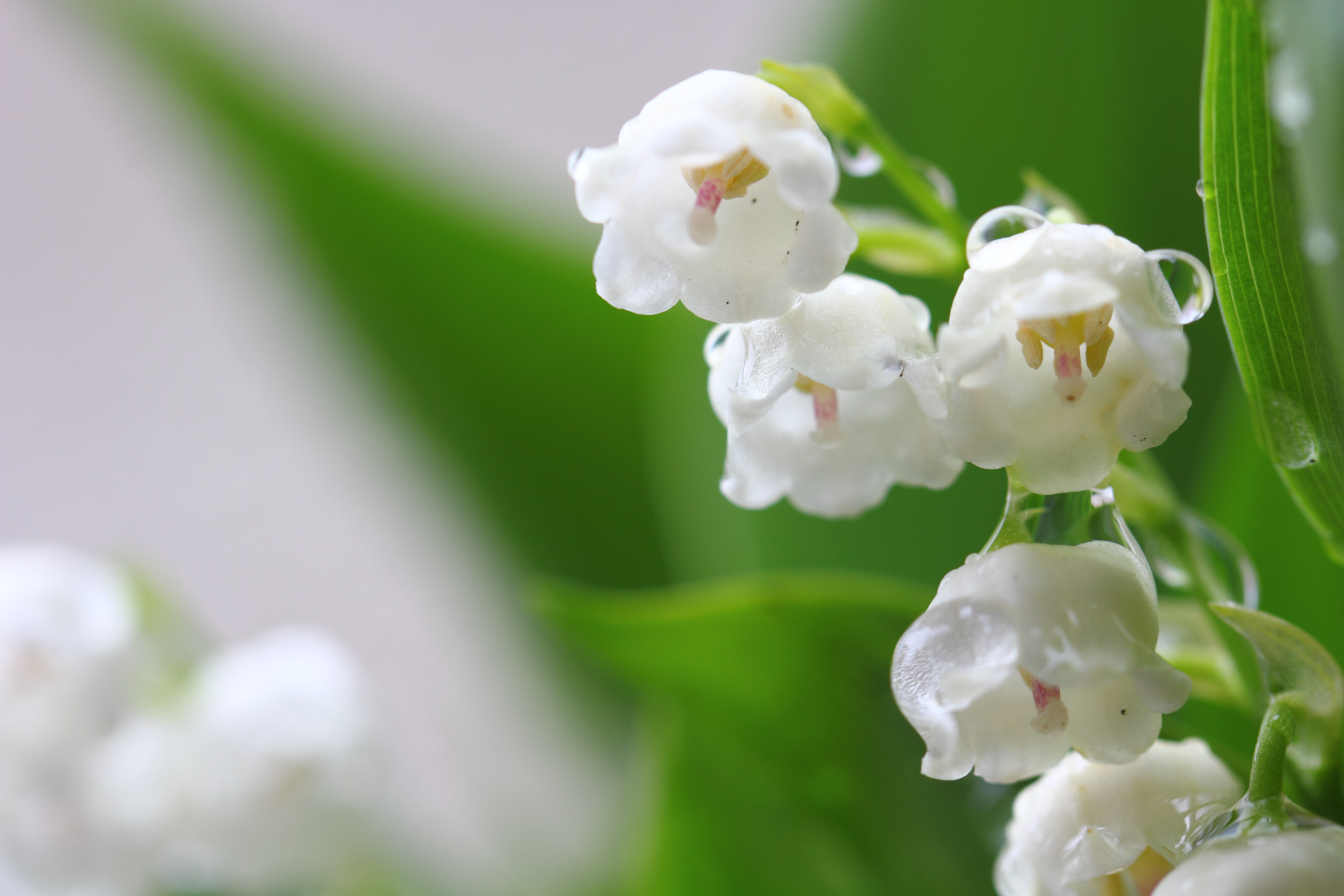 個別「[花]すずらん」の写真、画像 - mosshm's fotolife