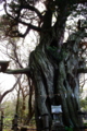 [神社]引手力命神社(大瀬神社) 御神木