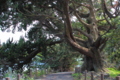 [神社]引手力命神社(大瀬神社) ビャクシン樹林