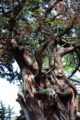 [神社]引手力命神社(大瀬神社) 御神木