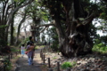[神社]引手力命神社(大瀬神社) ビャクシン樹林