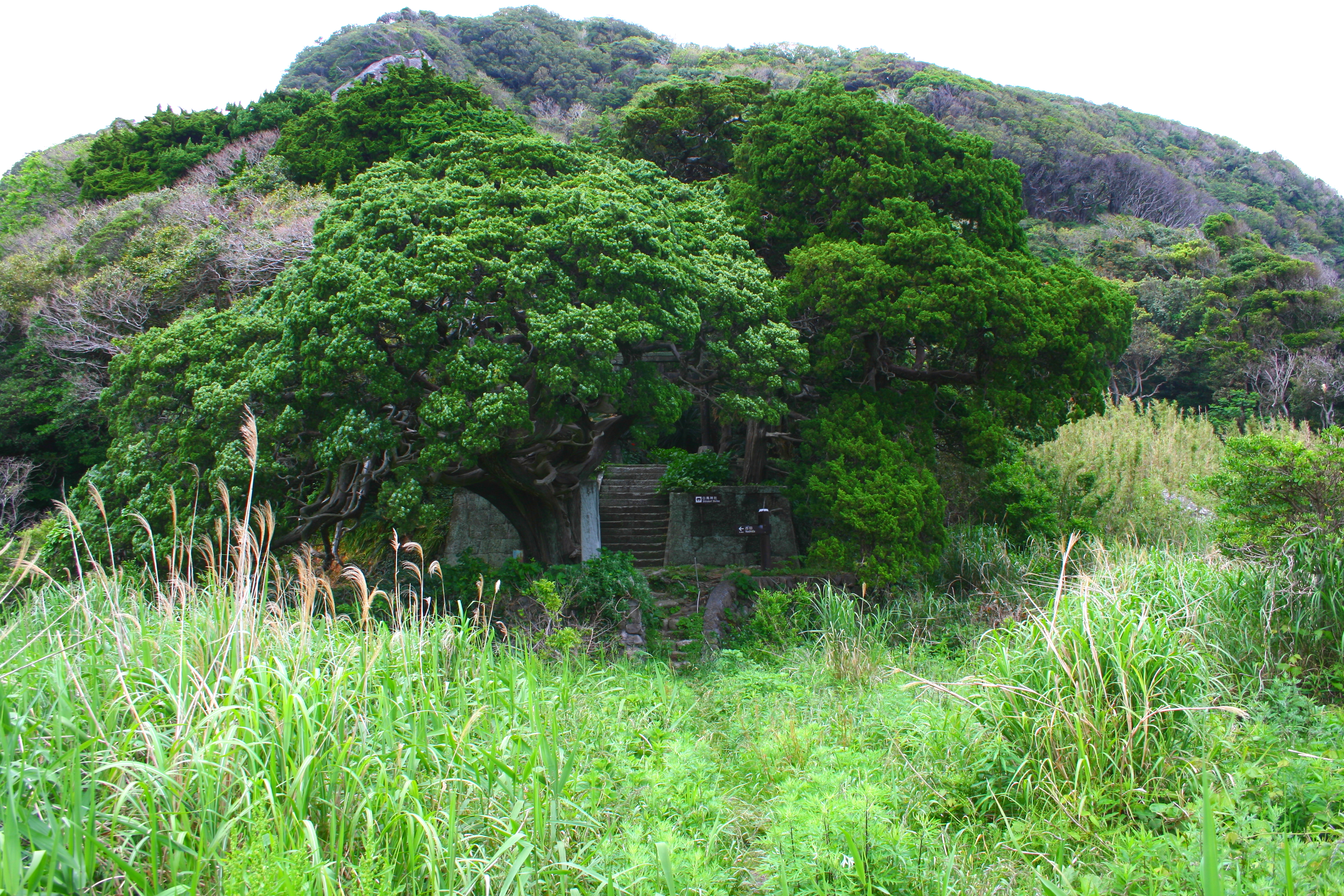 個別「[神社]南伊豆吉田 白鳥神社」の写真、画像 mosshm's fotolife
