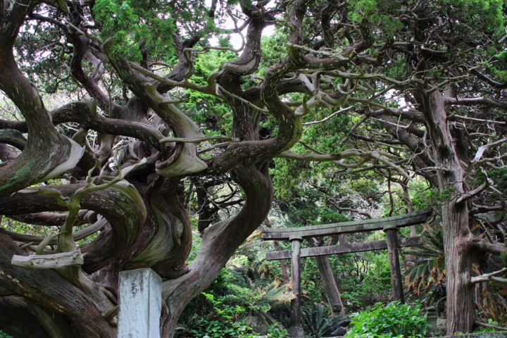 個別「[神社]南伊豆吉田 白鳥神社 ビャクシン」の写真、画像 mosshm's fotolife