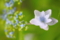 [花][紫陽花]