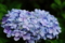 [花][紫陽花]