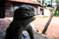 [神社]修善寺横瀬八幡神社 狛犬 阿形