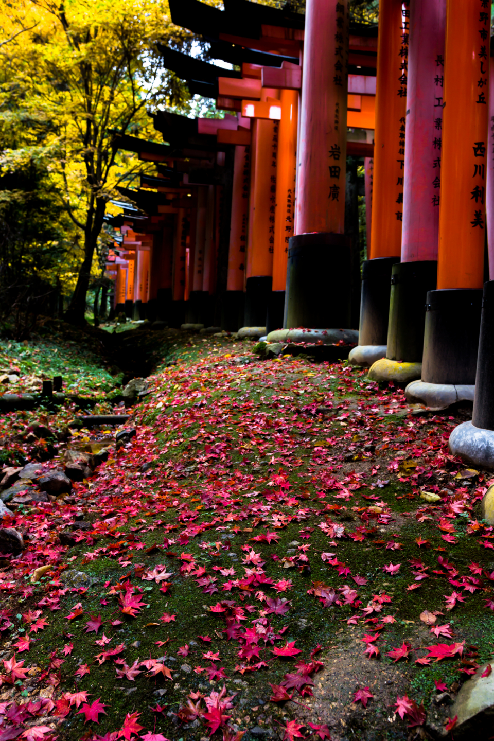 f:id:mosshm:20131128165647j:image:h720