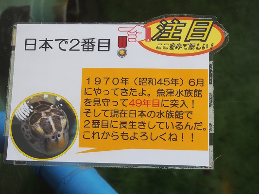 f:id:mosura8mosura:20190811134655j:plain f:id:mosura8mosura:20190811134655j:plain