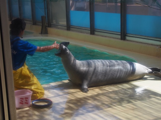 f:id:mosura8mosura:20190811134802j:plain f:id:mosura8mosura:20190811134802j:plain