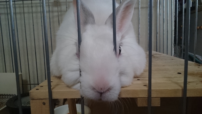 f:id:motchyboska0125:20180604191232j:plain