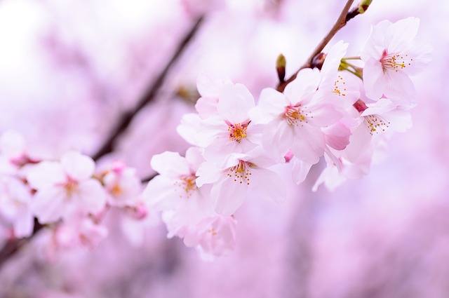 f:id:motetai2323:20190401075438j:plain