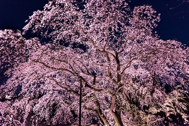 f:id:motetai2323:20190401100258j:plain