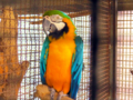 群馬サファリパーク　ルリコンゴウインコ