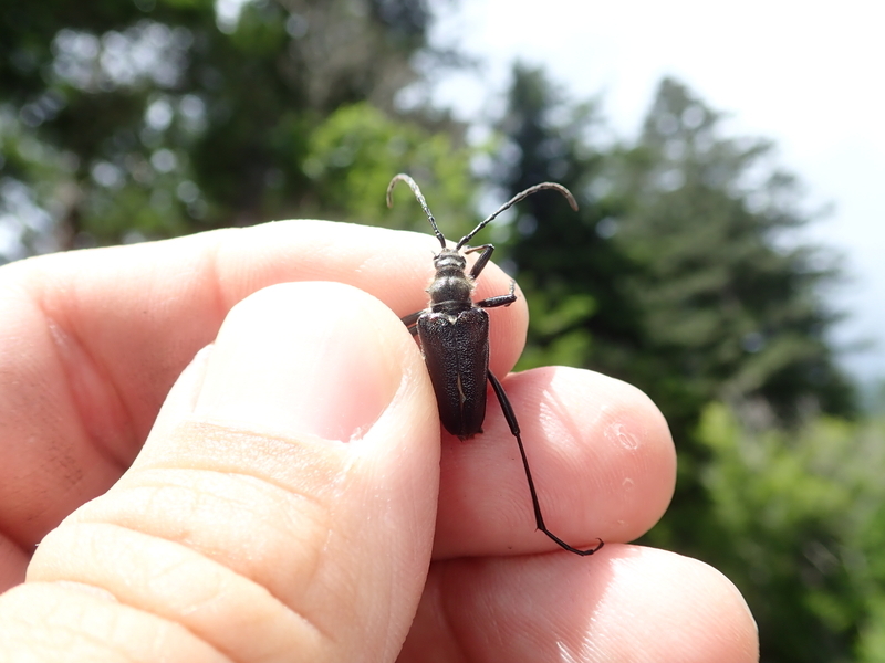 カタキカタビロハナカミキリ - こんちゅう探偵団