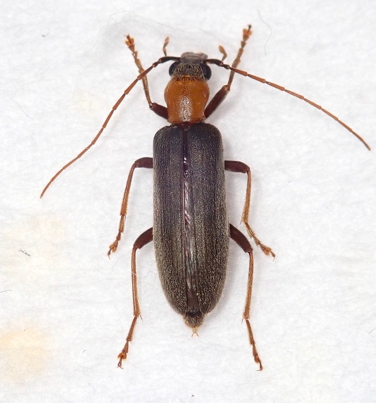 昆虫標本　ムネスジフトカミキリモドキ カミキリモドキ2種 - こんちゅう探偵団