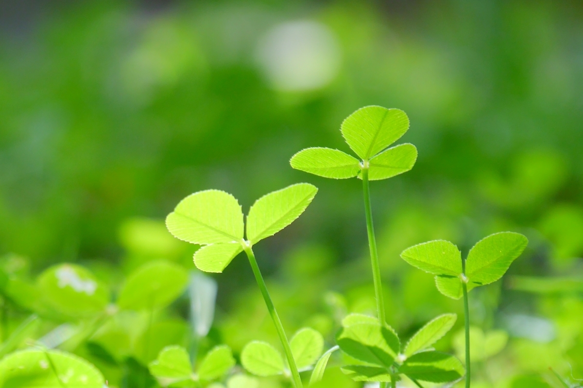 f:id:mothermotivepower:20190715165602j:plain f:id:mothermotivepower:20190715165602j:plain