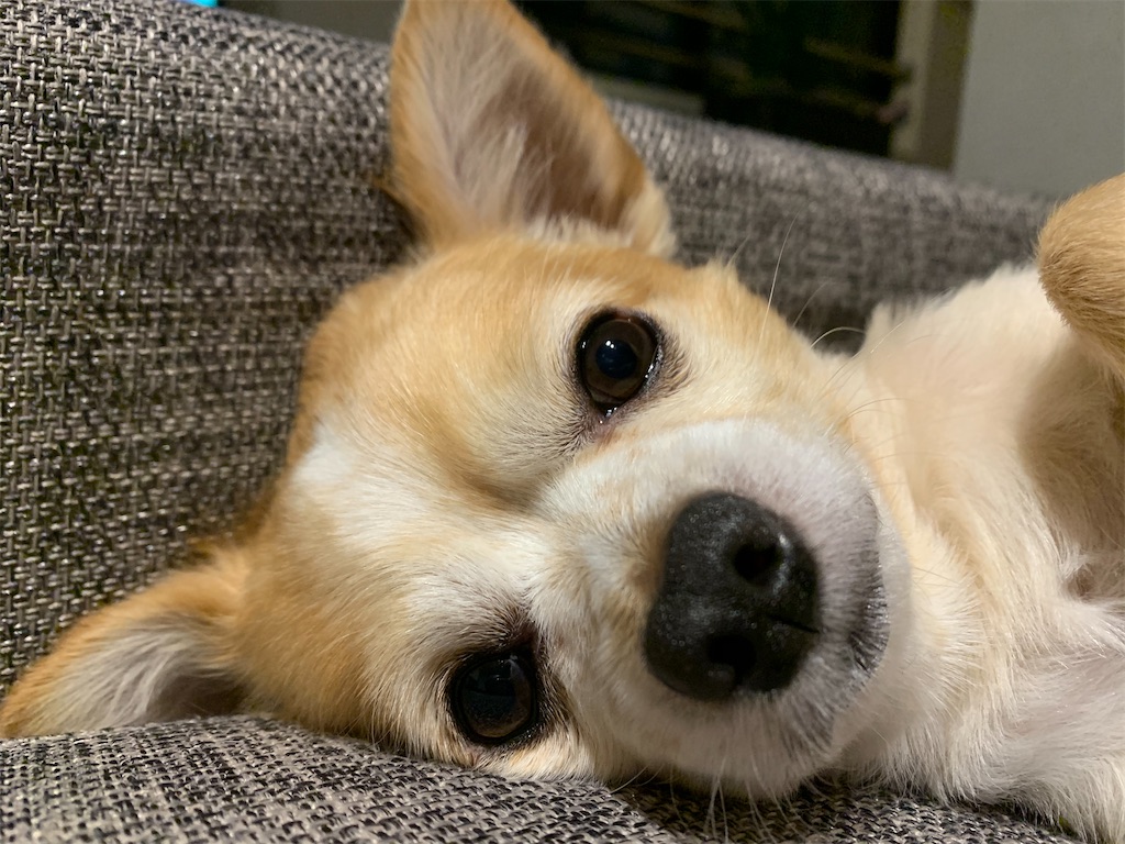 犬