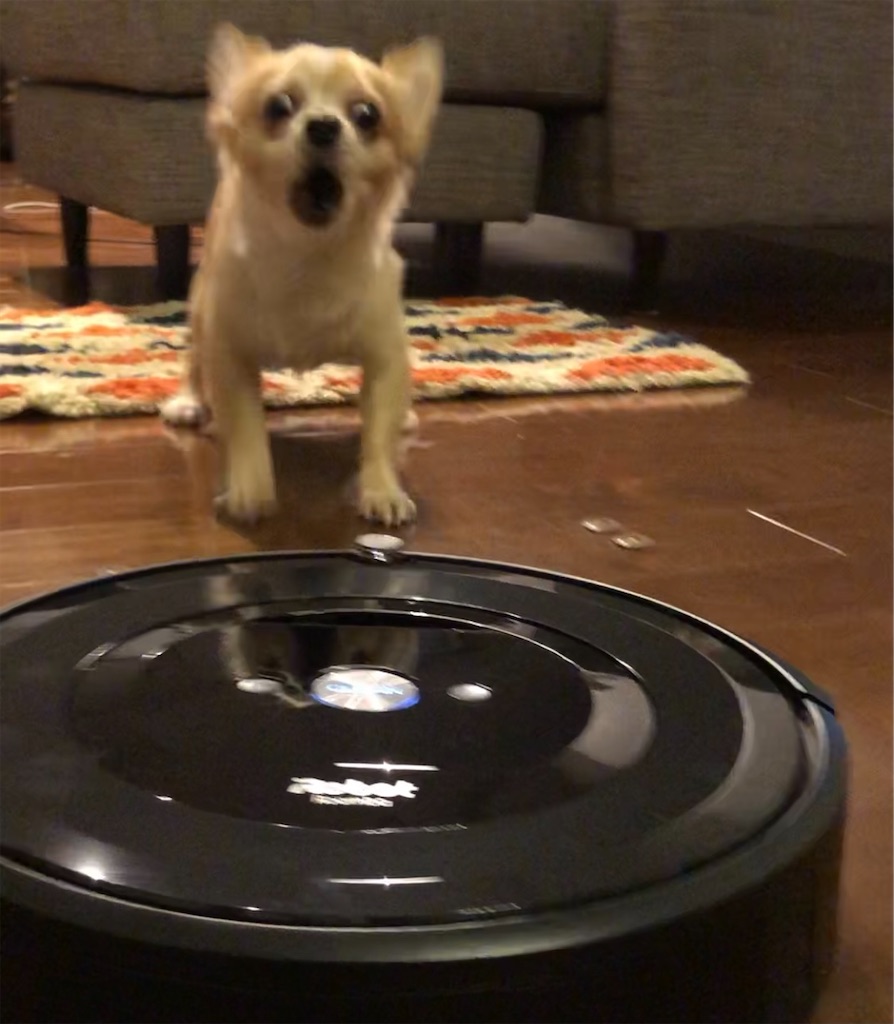 ルンバを怖がるチワワ