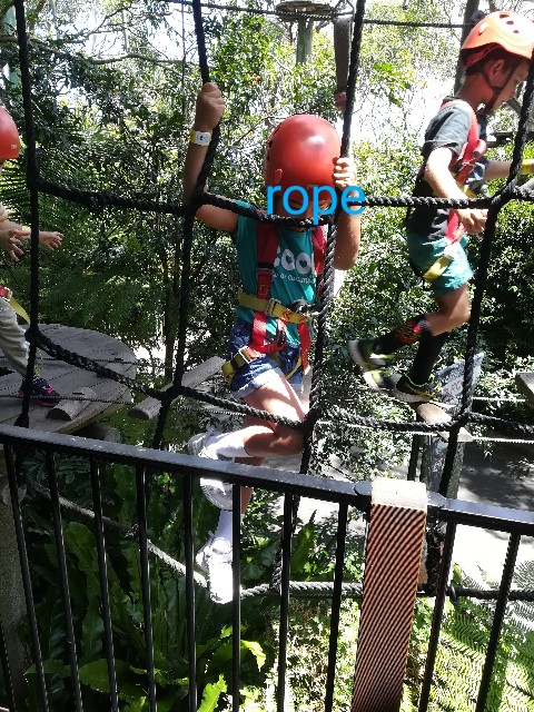 Wild Ropes Toronga 森遊びシリーズ~Taronga Zoo Wild Ropes Tree adventure フォレストアドベンチャー & 誕生日会 - 最高の ...