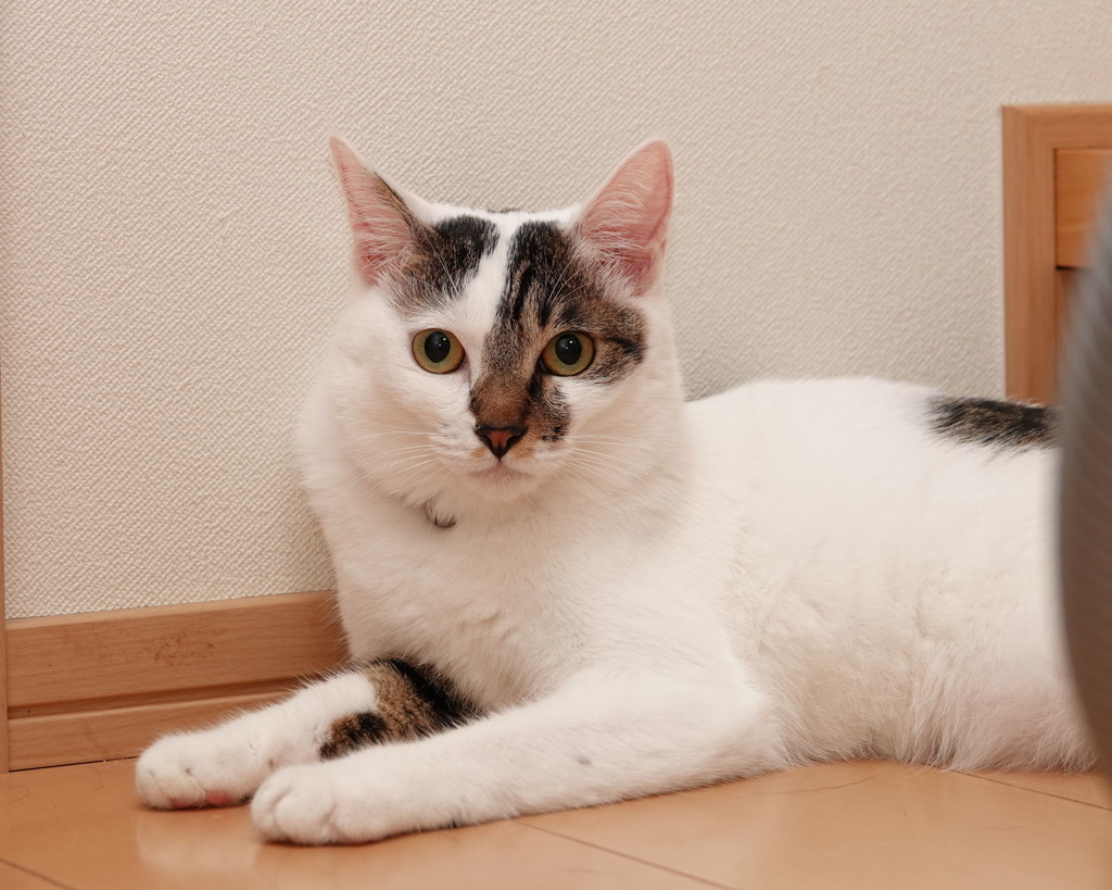 f:id:motimigo:20180926095511j:plain