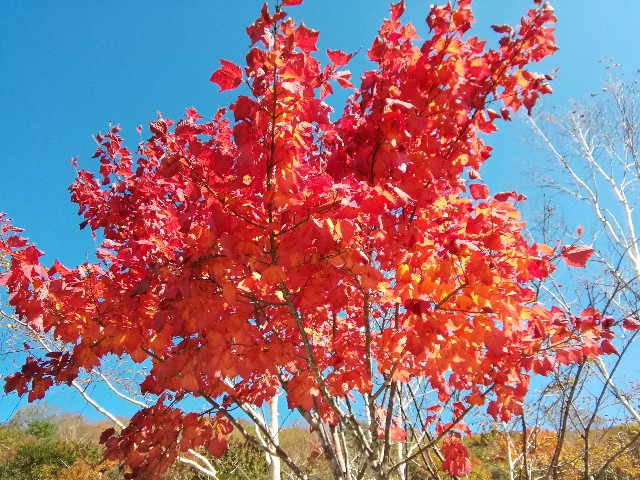 f:id:moto-08030220:20201018193515j:image