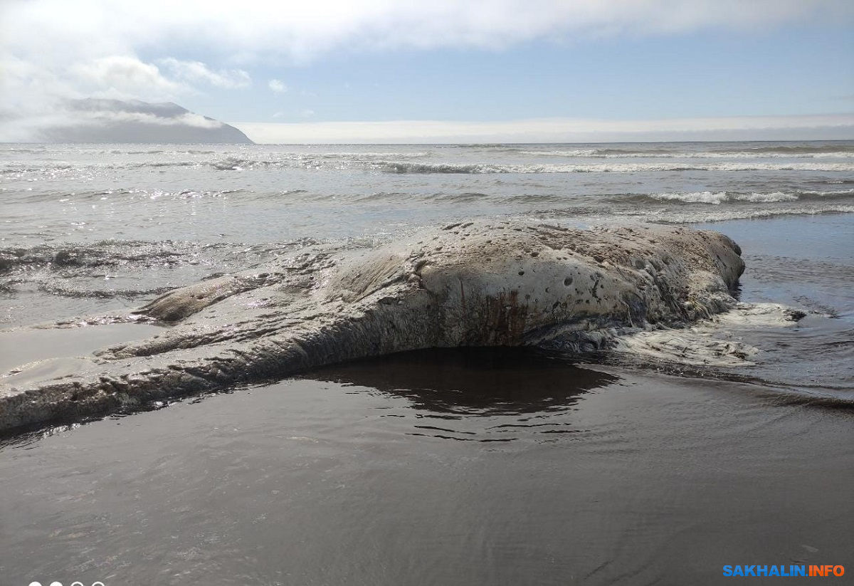 択捉島 単冠湾 体長15mのクジラの死骸見つかる 北方領土の話題と最新事情