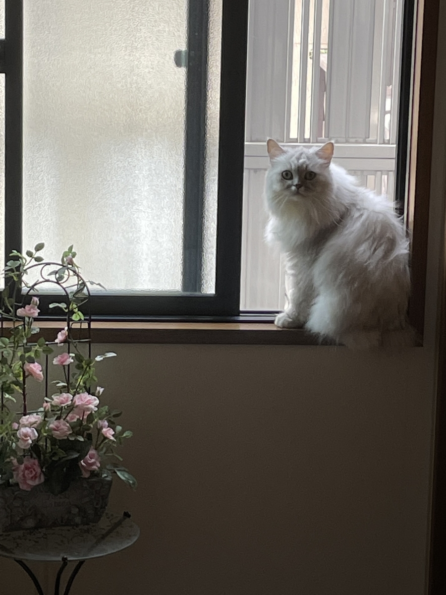 f:id:motofutamura:20211223214026j:plain