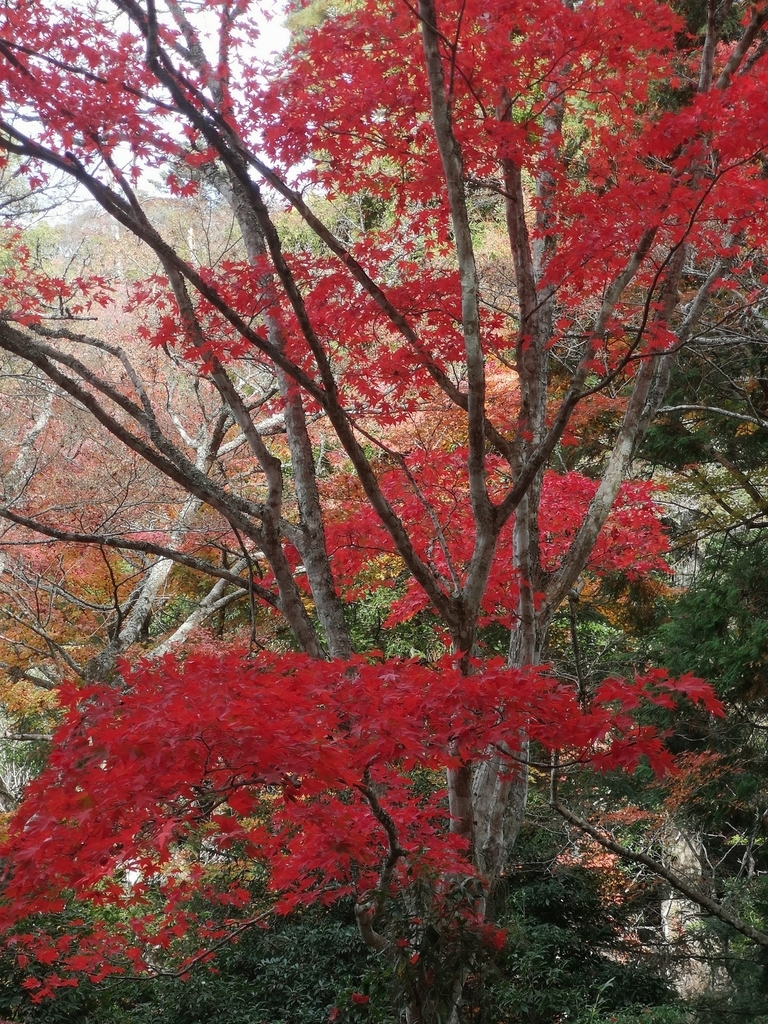 f:id:motoguzziV7Rider:20181123121955j:plain