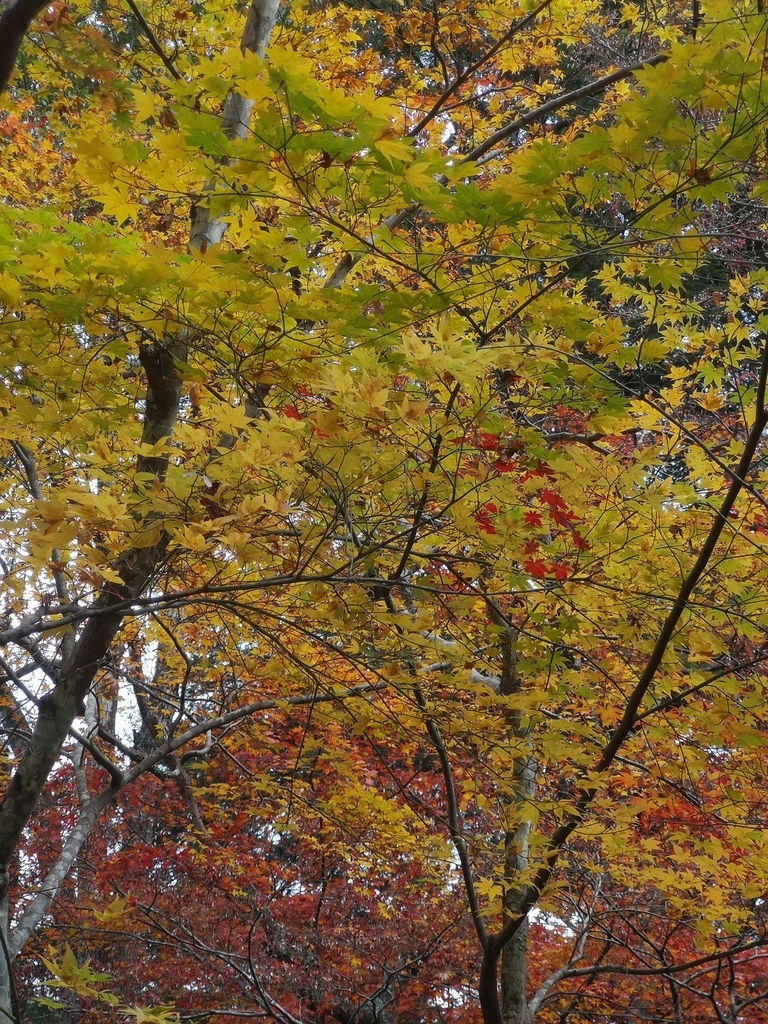 f:id:motoguzziV7Rider:20181123122104j:plain