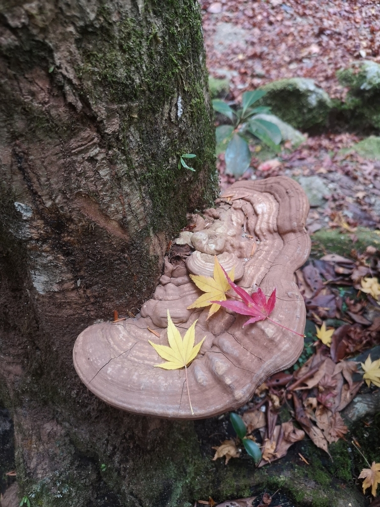 f:id:motoguzziV7Rider:20181123124308j:plain