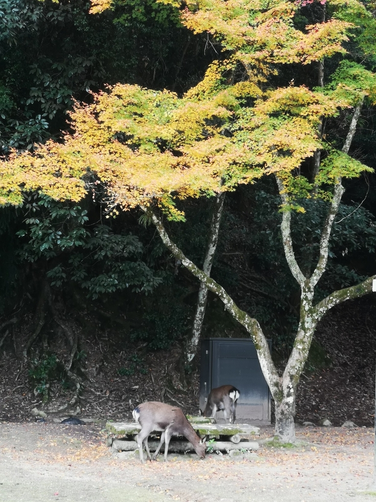 f:id:motoguzziV7Rider:20181123124808j:plain