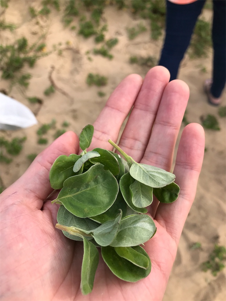 ハーブ王子から食べられる野草を教えてもらったら散歩が食材探しに変わった 愛しの糸島ライフ