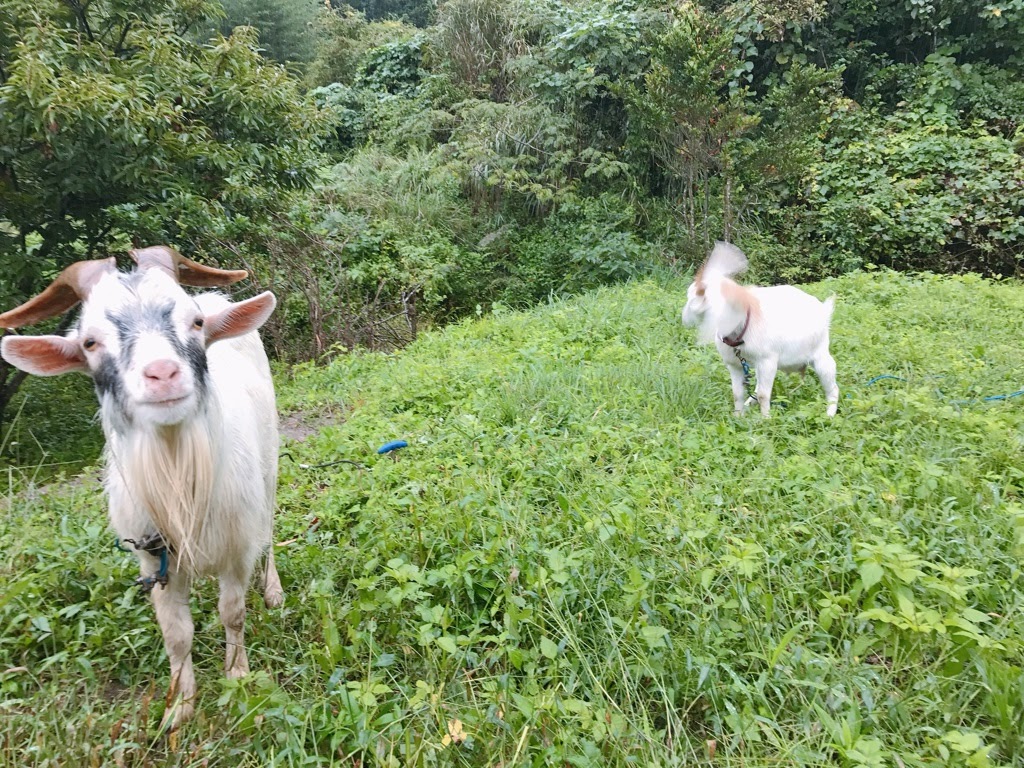 f:id:motohashiheisuke:20171207203929j:plain