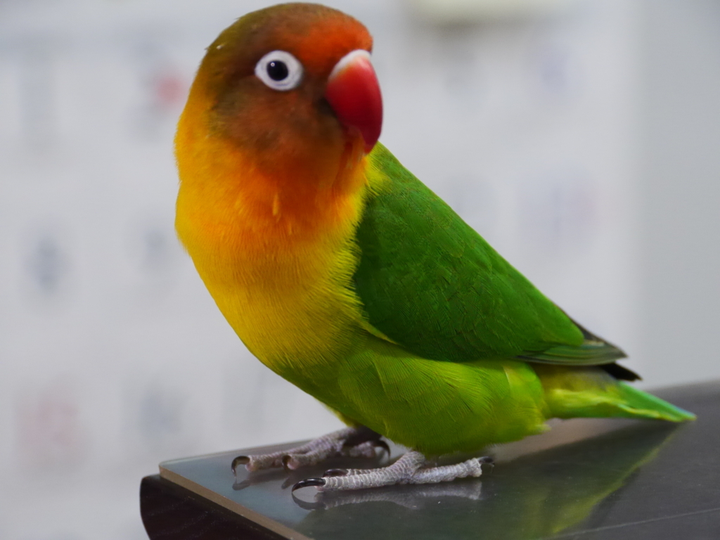 f:id:motokiinfinity8:20180209223407j:plain f:id:motokiinfinity8:20180209223407j:plain