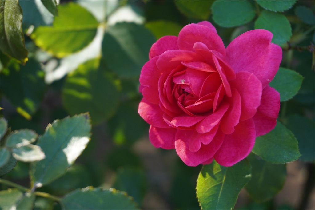 f:id:motoshidaa:20231028083804j:image