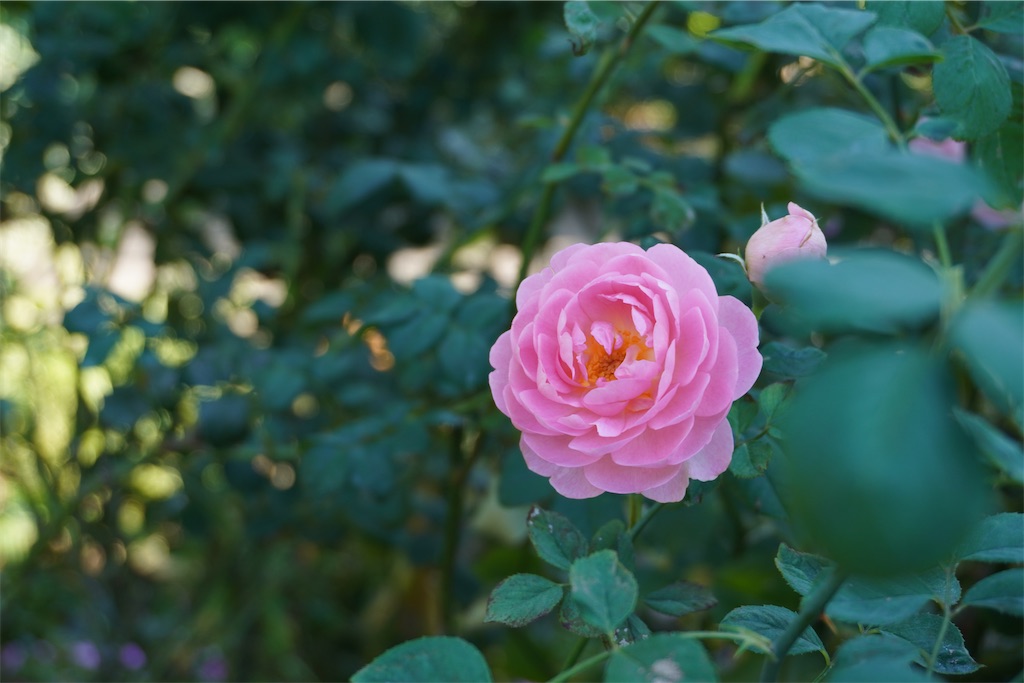 f:id:motoshidaa:20231028083813j:image