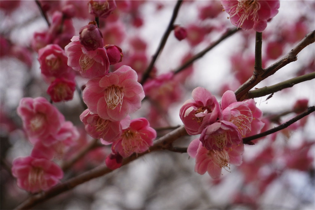 f:id:motoshidaa:20240215180321j:image
