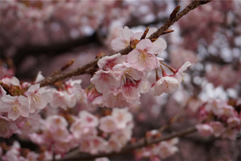 f:id:motoshidaa:20240215180643j:image