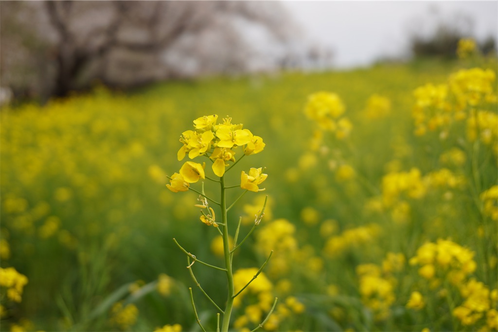 f:id:motoshidaa:20240415111902j:image