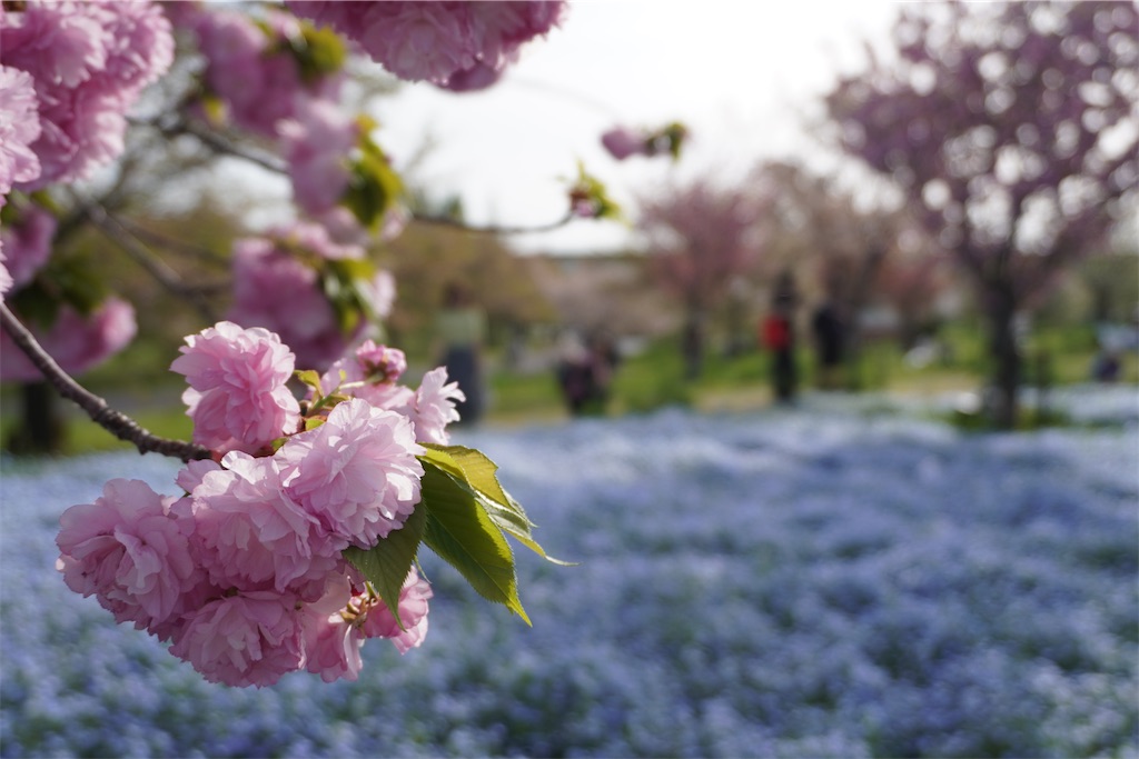 f:id:motoshidaa:20240418165713j:image