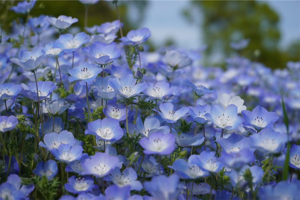 f:id:motoshidaa:20240418165722j:image